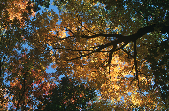 Towering hardwoods show their colors at Wood-Rill SNA