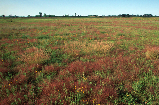 Native grasses and wildflowers at Bluestem Prairie SNA