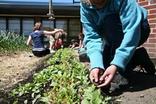 School compost