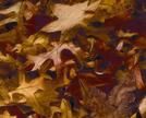 Fall Leaves