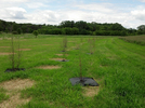 Shrub buffer