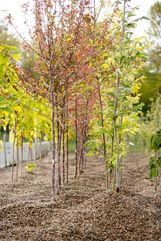 Trees in the gravel bed nursery