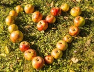 Photo of apples set on grass in the shape of a heart