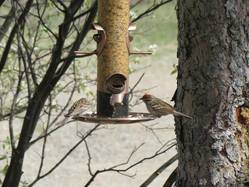 Birds’ Landing at Dorothy’s 