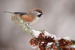 Boreal Chickadee