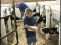 Feed Calves on the Dorrich farm