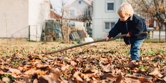 Child raking leaves.
