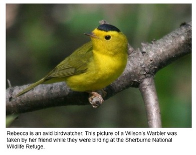 Wilson's Warbler