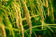 Wild rice the subject of research