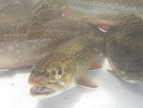 Brook trout in Rice Creek