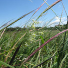 Wild rice