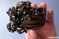 Zebra mussels a threat to Minnesota waters