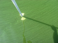 Nutrients fuel algal blooms