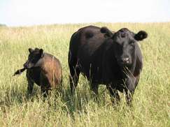 forbord cattle