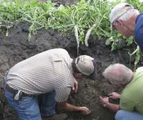 radish cover crop