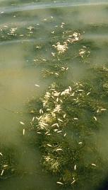 Fish kill in Lake Pepin