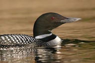 Loon