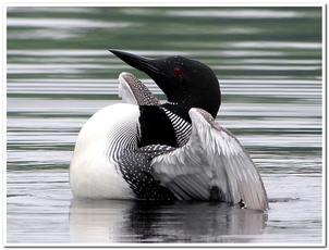 Ed Steblay Loon Photo