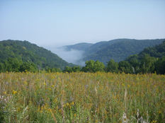 Forests of southeast Minnesota