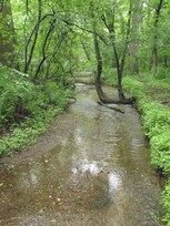 Valley Branch Creek in lower St. Croix watershed