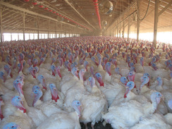 avian flu-turkeys