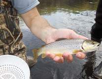 Vermilion River in metro area