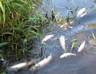 Fish kill in the Whitewater River in 2015