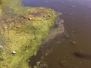 Algae in the Shell Rock River
