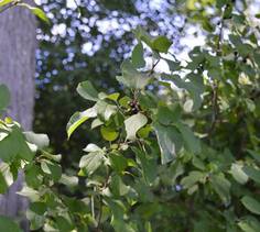 Buckthorn