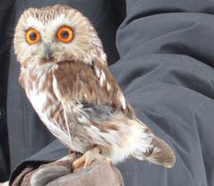 Saw whet owl