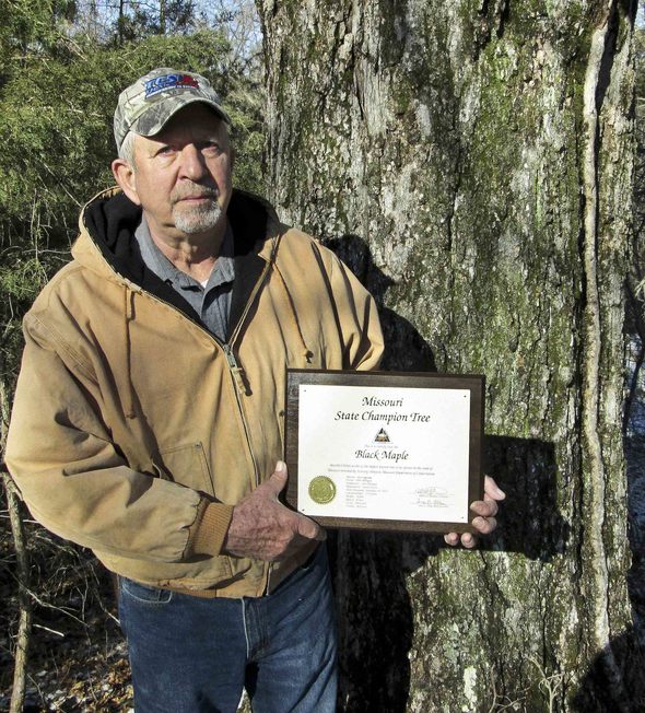 Missouri record black maple