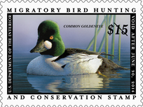 Common Goldeneye  Missouri Department of Conservation
