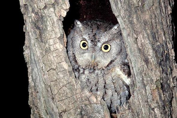 Screech Owl