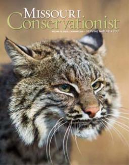 January cover photo: A bobcat stays alert in early morning by Noppadol Paothong