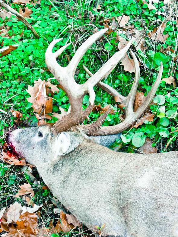 Missouri deer harvest up nearly 8,000 from last year
