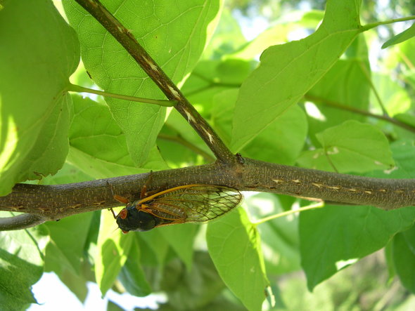 cicada egg laying