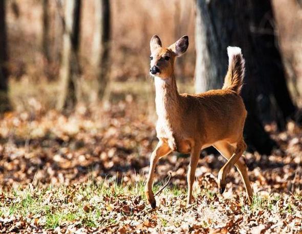doe in woods