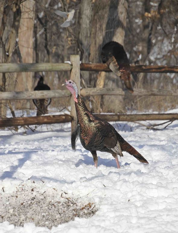 Burr Oak Woods winter turkey
