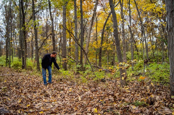 A man in blue jeans and black fleece pulls a green honeysuckle plant out of the ground while walking in the woods in autumn. 