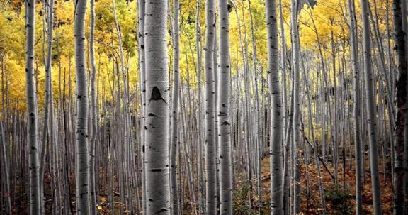 white birch tree