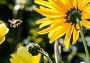 A honey bee flies towards a yellow flower 