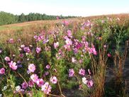 WildersGroveLandfillBlooms