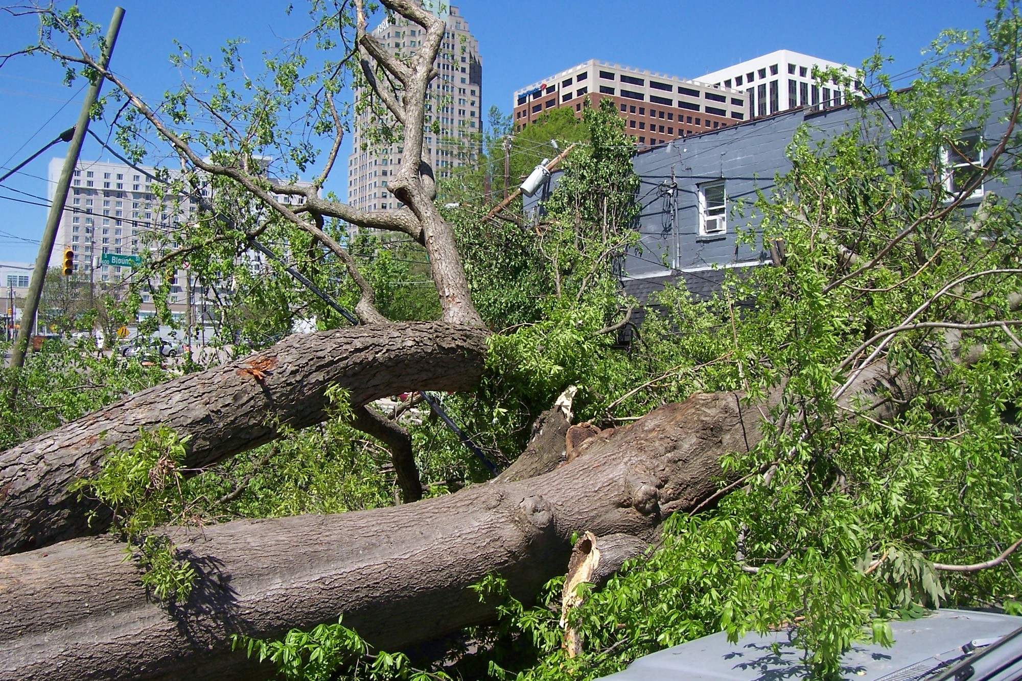 Tree Damage