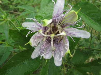 passionflower