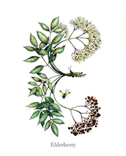 Preston Montague, Elderberry