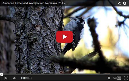 YouTube Video - Woodpecker