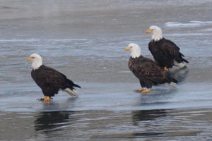 Bald Eagles