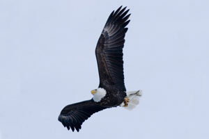 Bald Eagle Viewing