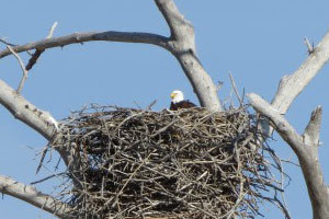 Bald Eagle Nest