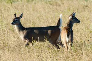 Commissioner Meeting